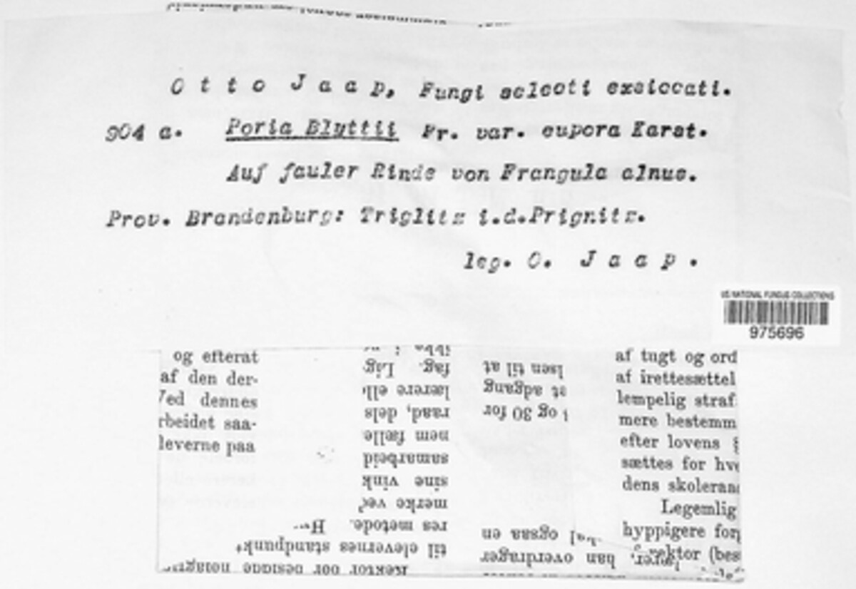 Poria blyttii image